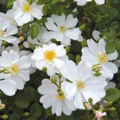 Rosa Grouse - Groundcover Rose -Fruit Garden Shop Rosa Grouse 04