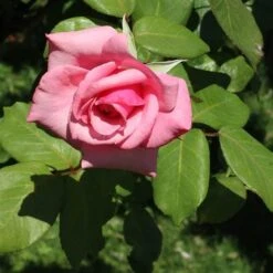 Rosa Queen Elizabeth -Fruit Garden Shop Rosa Queen Elizabeth 04