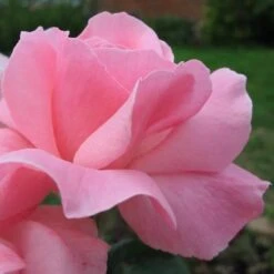 Rosa Queen Elizabeth -Fruit Garden Shop Rosa Queen Elizabeth 06