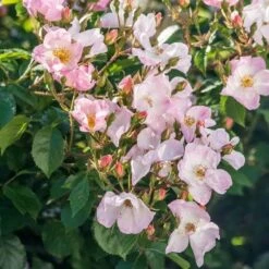 Rosa Rosy Cushion - Modern Shrub Rose -Fruit Garden Shop Rosa Rosy Cushion 04