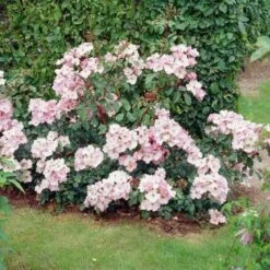 Rosa Rosy Cushion - Modern Shrub Rose -Fruit Garden Shop Rosa Rosy Cushion 05