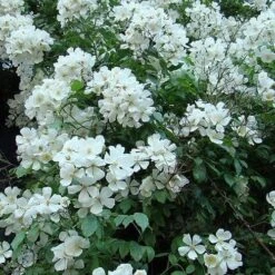 Rosa Sir Cedric Morris - Rambling Rose -Fruit Garden Shop Rosa Sir Cedric Morris 01