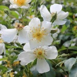 Rosa Sir Cedric Morris - Rambling Rose -Fruit Garden Shop Rosa Sir Cedric Morris 02