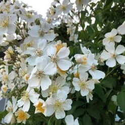 Rosa Sir Cedric Morris - Rambling Rose -Fruit Garden Shop Rosa Sir Cedric Morris 03