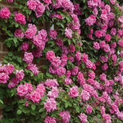 Rosa Zéphirine Drouhin - Climbing Rose -Fruit Garden Shop Rosa Zepherine Drouhin 04