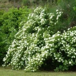 Rosa Banksiae Alba Plena - Rambling Rose -Fruit Garden Shop RosaBanksiaeAlbaPlena2