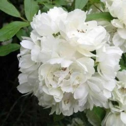 Rosa Banksiae Alba Plena - Rambling Rose -Fruit Garden Shop RosaBanksiaeAlbaPlena4