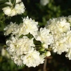 Rosa Banksiae Alba Plena - Rambling Rose -Fruit Garden Shop RosaBanksiaeAlbaPlena5