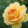 Rosa Golden Celebration - David Austin 2 Rosa Golden Celebration - David Austin -Fruit Garden Shop RosaGoldenCelebration