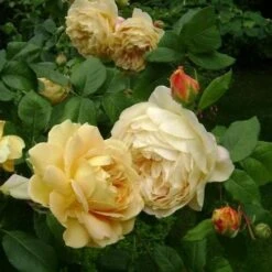 Rosa Golden Celebration - David Austin -Fruit Garden Shop RosaGoldenCelebration2