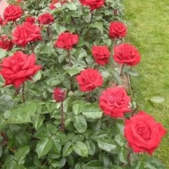 Rosa Ingrid Bergman - Hybrid Tea Shrub Rose -Fruit Garden Shop RosaIngridbergmanNo4