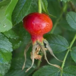 Rosa Jens Munk - Rugosa Rose -Fruit Garden Shop RosaJensMonkNo1