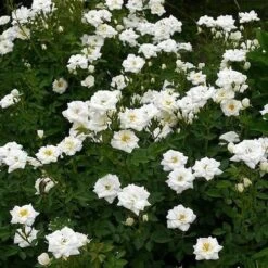 Rosa Kent (Pyrenees) - Groundcover Rose -Fruit Garden Shop RosaKentNo3