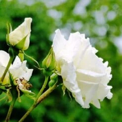 Rosa Paul's Lemon Pillar - Climbing Rose -Fruit Garden Shop RosaPaulsLemonPillar2
