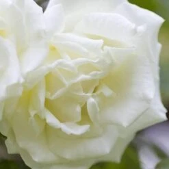 Rosa Paul's Lemon Pillar - Climbing Rose -Fruit Garden Shop RosaPaulsLemonPillar5