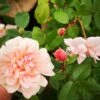 Rosa Perle D'Or - Old Shrub Rose -Fruit Garden Shop RosaPerleD Or