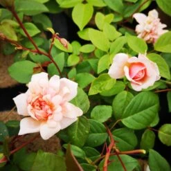 Rosa Perle D'Or - Old Shrub Rose -Fruit Garden Shop RosaPerleD Or2