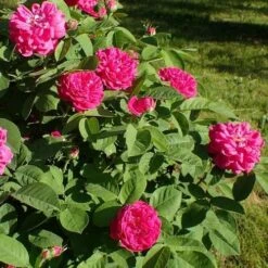 Rosa De Rescht - Old Shrub Rose 13 Rosa De Rescht - Old Shrub Rose -Fruit Garden Shop RosaRosadeReschtNo5