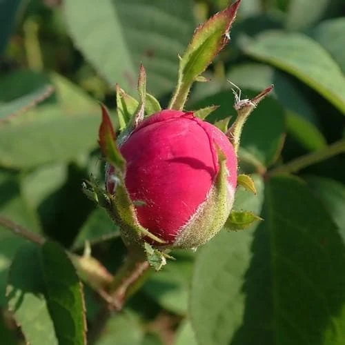 Rosa De Rescht - Old Shrub Rose 4 Rosa De Rescht - Old Shrub Rose - Image 2