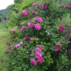 Rosa Exception (Rotes Meer) - Rugosa Rose -Fruit Garden Shop RosaRugosaException1