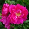 Rosa Exception (Rotes Meer) - Rugosa Rose 2 Rosa Exception (Rotes Meer) - Rugosa Rose -Fruit Garden Shop RosaRugosaException3