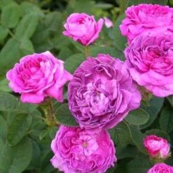 Rosa Belle De Crecy - Old Gallica Shrub Rose 9 Rosa Belle De Crecy - Old Gallica Shrub Rose -Fruit Garden Shop Rosa Belle de Crecy 4