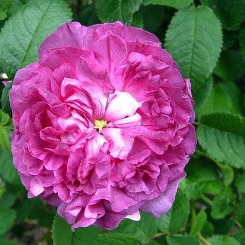 Rosa Belle De Crecy - Old Gallica Shrub Rose 3 Rosa Belle De Crecy - Old Gallica Shrub Rose