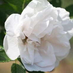 Rosa Blanc Double De Coubert - Rugosa Rose -Fruit Garden Shop Rosa Blanc Double de Coubert 2