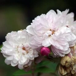 Rosa Blush Noisette - Climbing Rose 12 Rosa Blush Noisette - Climbing Rose -Fruit Garden Shop Rosa Blush Noisette 2