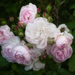 Rosa Blush Noisette - Climbing Rose 13 Rosa Blush Noisette - Climbing Rose -Fruit Garden Shop Rosa Blush Noisette 3