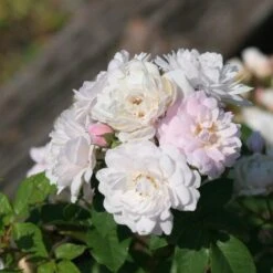 Rosa Blush Noisette - Climbing Rose 15 Rosa Blush Noisette - Climbing Rose -Fruit Garden Shop Rosa Blush Noisette 5