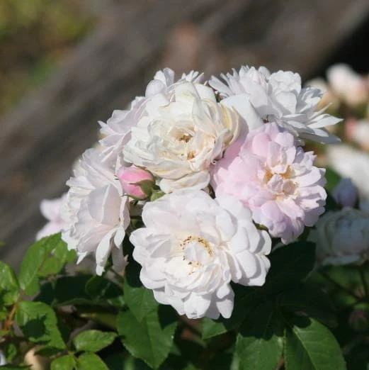 Rosa Blush Noisette - Climbing Rose 9 Rosa Blush Noisette - Climbing Rose - Image 7