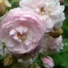 Rosa Blush Noisette - Climbing Rose -Fruit Garden Shop Rosa Blush Noisette 7