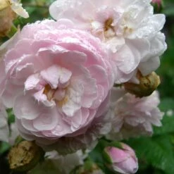 Rosa Blush Noisette - Climbing Rose