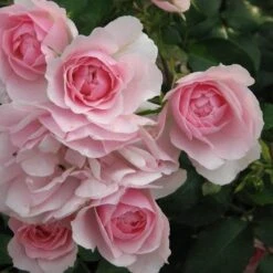 Rosa Bonica - Modern Shrub Rose -Fruit Garden Shop Rosa Bonica 3