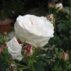 Rosa Boule De Neige - Old Bourbon Shrub Rose -Fruit Garden Shop Rosa Boule de Neige 2