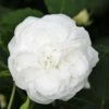 Rosa Boule De Neige - Old Bourbon Shrub Rose -Fruit Garden Shop Rosa Boule de Neige X