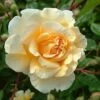 Rosa Buff Beauty - Climbing Rose -Fruit Garden Shop Rosa Buff Beauty 3