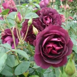 Rosa Burgundy Ice - Floribunda Shrub Rose -Fruit Garden Shop Rosa Burguundy ice 3