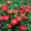 Rosa Cambridgeshire - Groundcover Rose