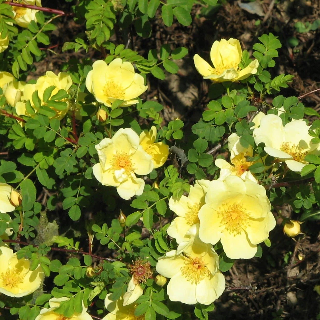 Rosa Canary Bird - Old Shrub Rose 5 Rosa Canary Bird - Old Shrub Rose - Image 3