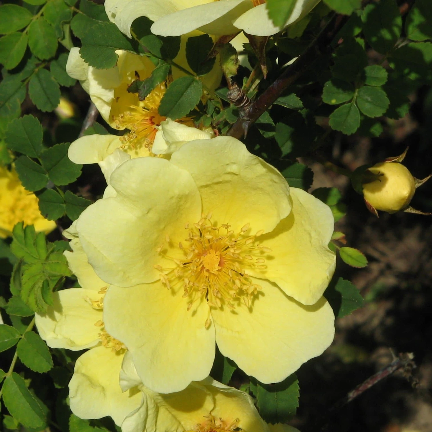 Rosa Canary Bird - Old Shrub Rose 3 Rosa Canary Bird - Old Shrub Rose