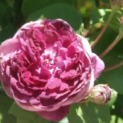 Rosa Cardinal De Richelieu - Gallica Shrub Rose -Fruit Garden Shop Rosa Cardinal de Richelieu 3