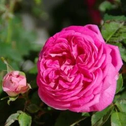 Rosa Cardinal De Richelieu - Gallica Shrub Rose -Fruit Garden Shop Rosa Cardinal de Richelieu 4