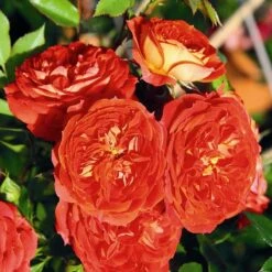 Rosa Carmen - Rugosa Rose -Fruit Garden Shop Rosa Carmen 3