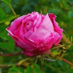 Rosa Centifolia - Old Shrub Rose 8 Rosa Centifolia - Old Shrub Rose -Fruit Garden Shop Rosa Centifolia 1