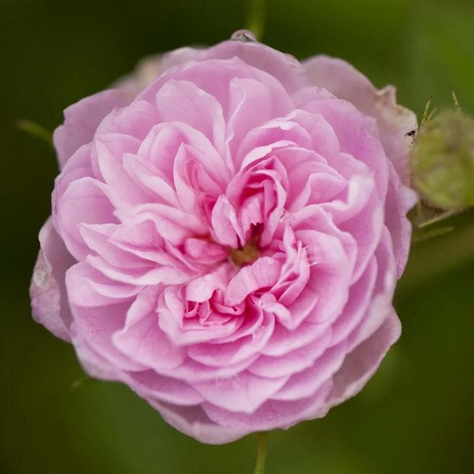 Rosa Centifolia - Old Shrub Rose 3 Rosa Centifolia - Old Shrub Rose