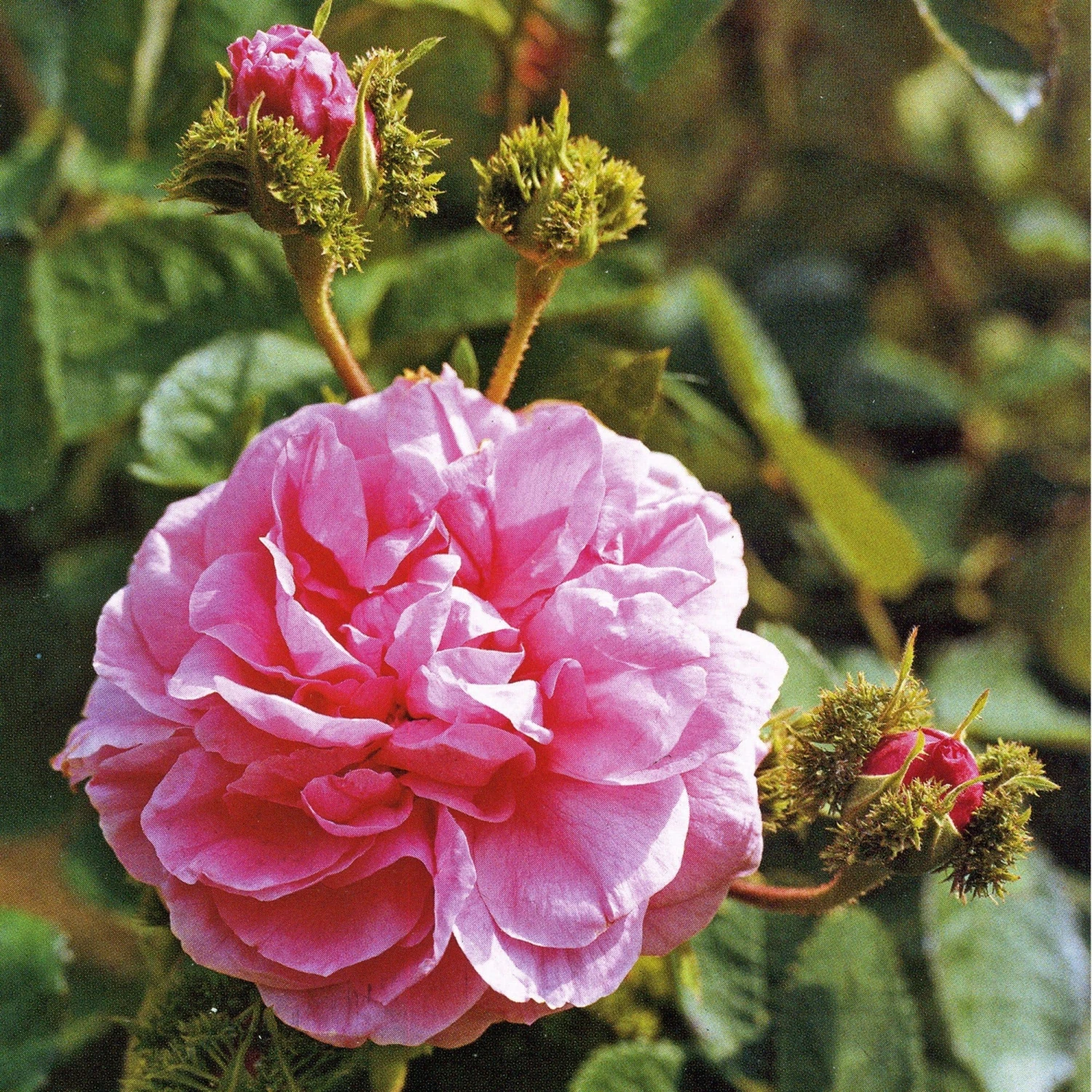 Rosa Chapeau De Napoleon - Old Moss Shrub Rose 3 Rosa Chapeau De Napoleon - Old Moss Shrub Rose
