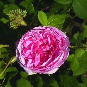 Rosa Chapeau De Napoleon - Old Moss Shrub Rose 4 Rosa Chapeau De Napoleon - Old Moss Shrub Rose - Image 2