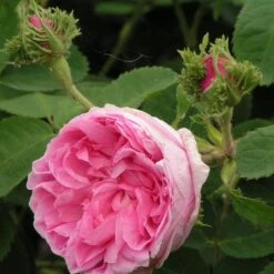 Rosa Chapeau De Napoleon - Old Moss Shrub Rose 8 Rosa Chapeau De Napoleon - Old Moss Shrub Rose -Fruit Garden Shop Rosa Chapeau de Napoleon 3